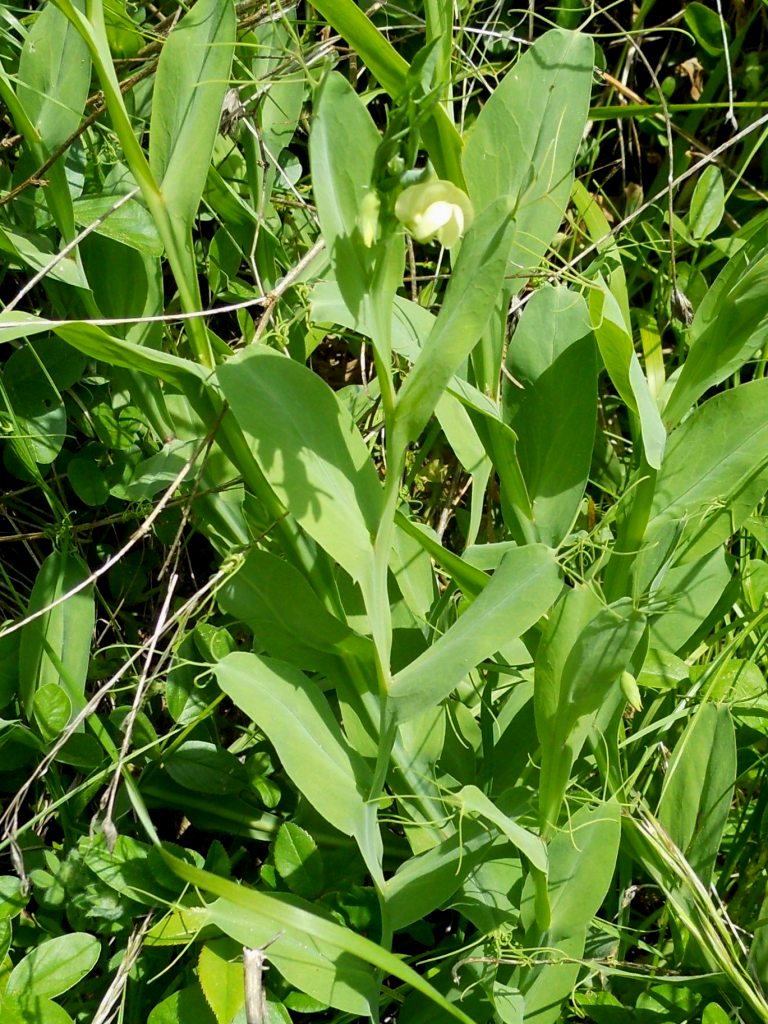 Lathyrus ochrus